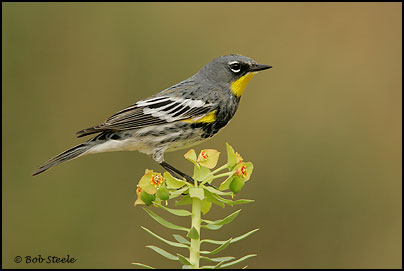 Yellow-rumped Warbler (Dendroica coronata)