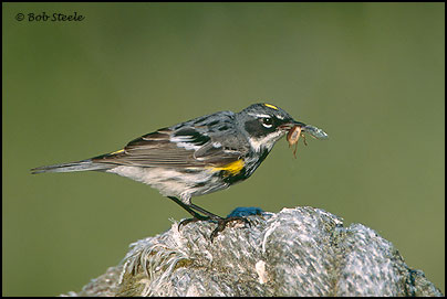 Yellow-rumped Warbler (Dendroica coronata)