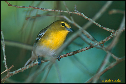 Yellow-throated Vireo (Vireo flavifrons)
