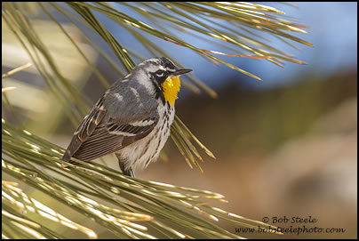 Yellow-throated Warbler (Setophaga dominica) 