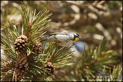 Yellow-throated Warbler (Setophaga dominica) 
