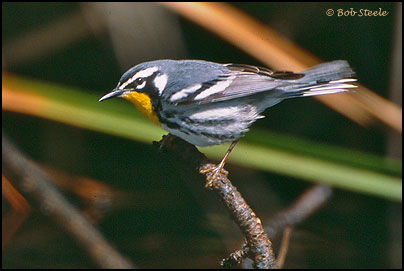 Yellow-throated Warbler (Setophaga dominica) 