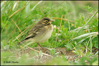 Yellow Wagtail (Motacilla flava)
