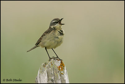 Yellow Wagtail (Motacilla flava)