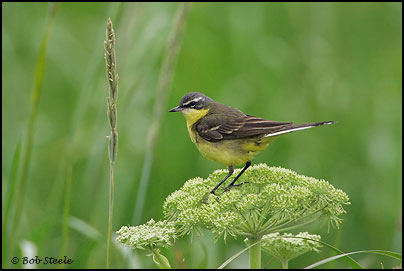 Yellow Wagtail (Motacilla flava)