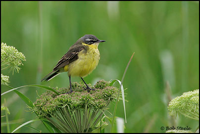 Yellow Wagtail (Motacilla flava)