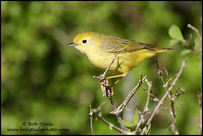 Yellow Warbler (Dendroica petechia)