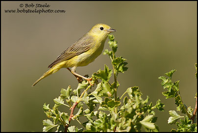 Yellow Warbler (Dendroica petechia)