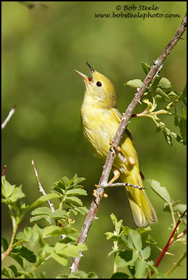 Yellow Warbler (Dendroica petechia)