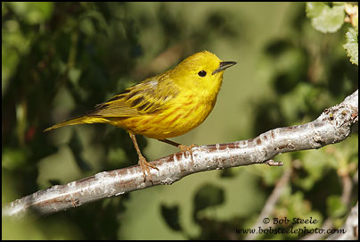 Yellow Warbler (Dendroica petechia)