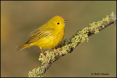 Yellow Warbler (Dendroica petechia)