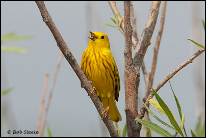 Yellow Warbler (Dendroica petechia)