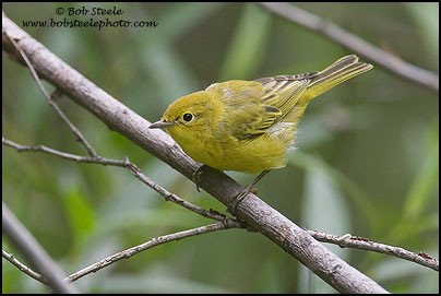 Yellow Warbler (Dendroica petechia)