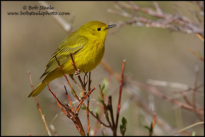 Yellow Warbler (Dendroica petechia)