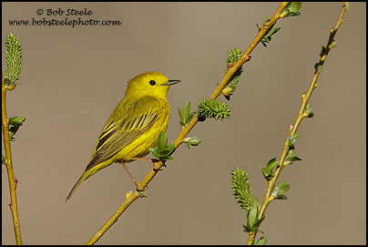 Yellow Warbler (Dendroica petechia)