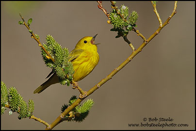 Yellow Warbler (Dendroica petechia)
