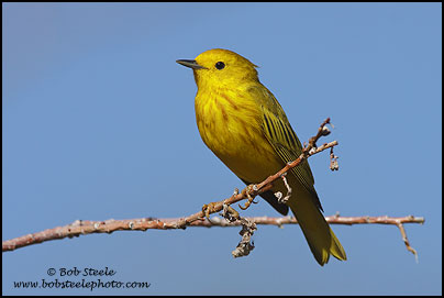 Yellow Warbler (Dendroica petechia)