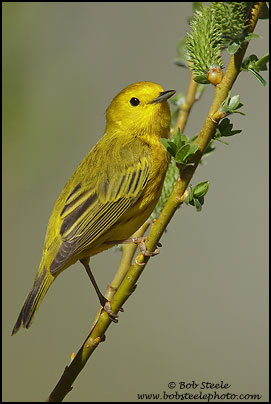 Yellow Warbler (Dendroica petechia)