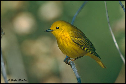 Yellow Warbler (Dendroica petechia)