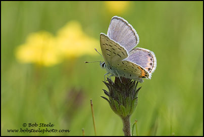 Acmon Blue (Plebejus acmon)