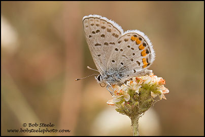 Acmon Blue (Plebejus acmon)