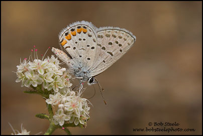 Acmon Blue (Plebejus acmon)