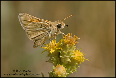 Alkali Skipper (Pseudocopaeodes eunus)