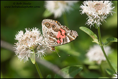 American Lady (Vanessa virginiensis)