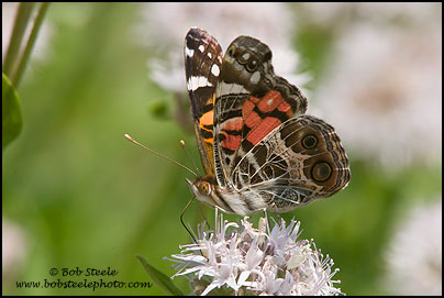 American Lady (Vanessa virginiensis)