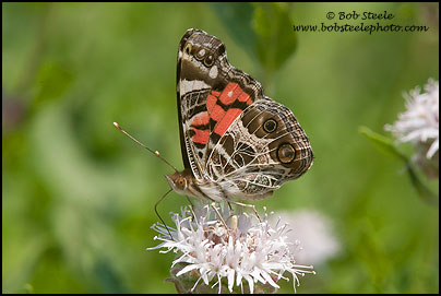 American Lady (Vanessa virginiensis)