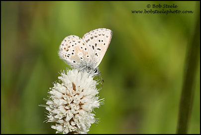 Arctic Blue (Agriades glandon)