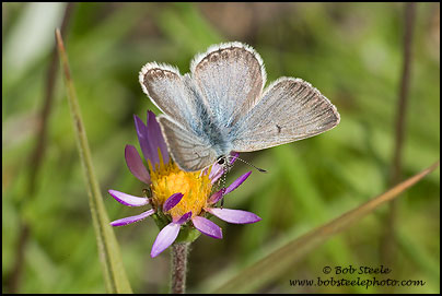 Arctic Blue (Agriades glandon)