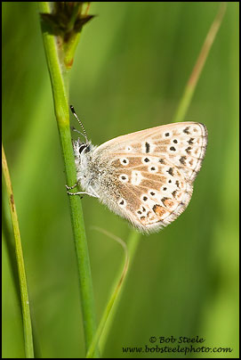 Arctic Blue (Agriades glandon)