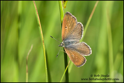 Arctic Blue (Agriades glandon)