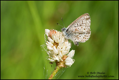 Arctic Blue (Agriades glandon)