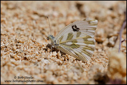 Becker's White (Pontia beckerii)