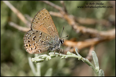Behr's Hairstreak (Satyrium behrii)