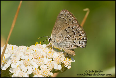 Behr's Hairstreak (Satyrium behrii)