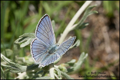 Blue Copper (Lycaena heteronea)