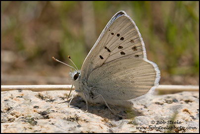 Blue Copper (Lycaena heteronea)