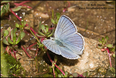 Blue Copper (Lycaena heteronea)