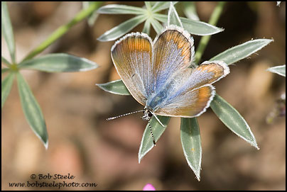 Boisduval's Blue (Plebejus icarioides)