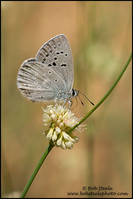 Boisduval's Blue (Plebejus icarioides)