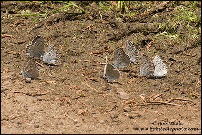 Boisduval's Blue (Plebejus icarioides)