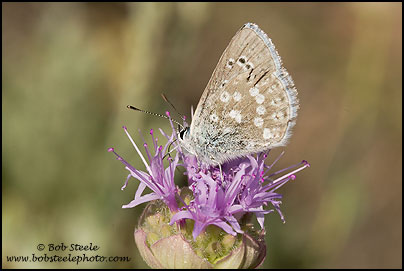 Boisduval's Blue (Plebejus icarioides)