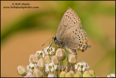 California Hairstreak (Satyrium californica)