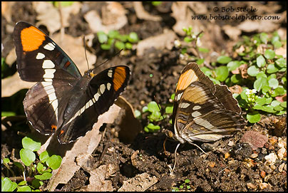 California Sister (Adelpha bredowii)