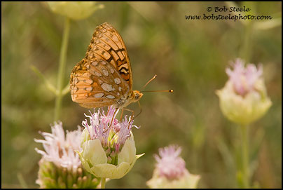 Callippe Fritillary (Speyeria callippe)