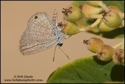 Ceraunus Blue (Hemiargus ceraunus)