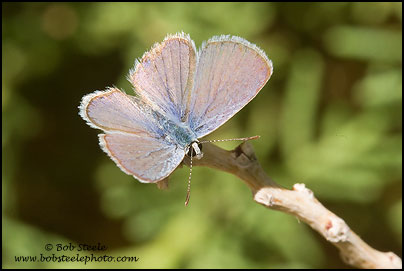 Ceraunus Blue (Hemiargus ceraunus)